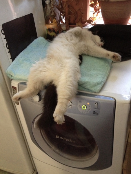 Can we have a cat photo thread ? I’m thinking of getting a cat 