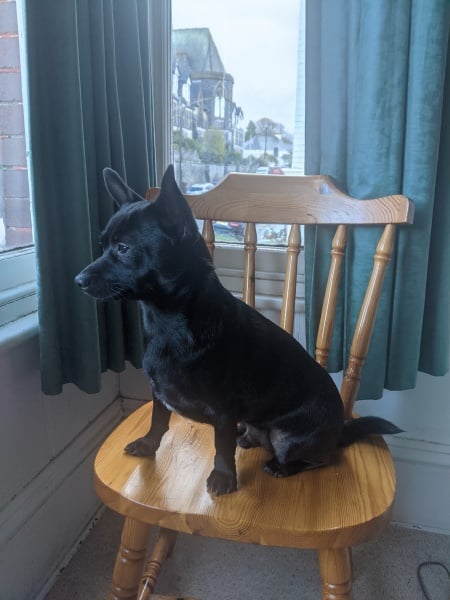Anyone want to show me a photo of their dog ? 