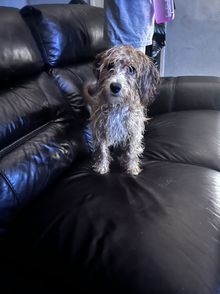 Puppy Survival Thread - as we approach Fireworks night for the first time…
