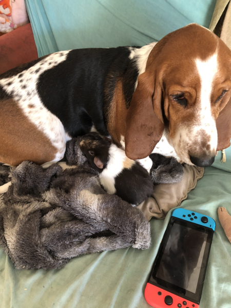 To ask to see your pets? 