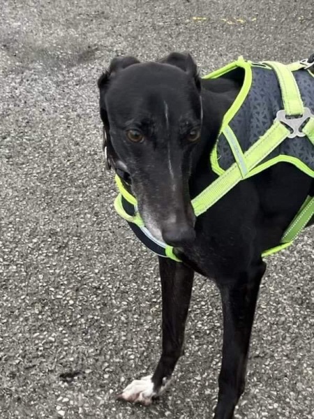 I have an appointment to view a greyhound today at the animal sanctuary. Wish me luck.