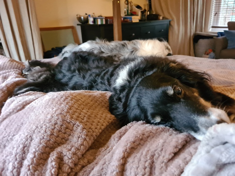 Please help - kitten won't stop chasing the dogs
