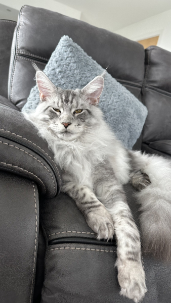 Can we have a cat photo thread ? I’m thinking of getting a cat 