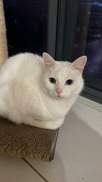 Can I lease just share this handsome boy? (Pure white with one green eye one blue!)