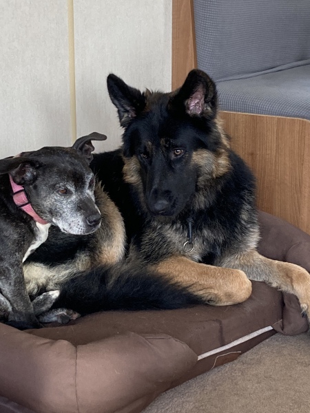 Anyone want to show me a photo of their dog ? 