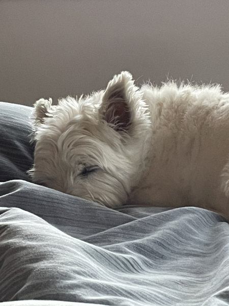 Anyone want to show me a photo of their dog ? 