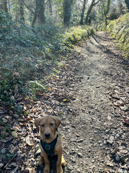 2023 puppy thread. 