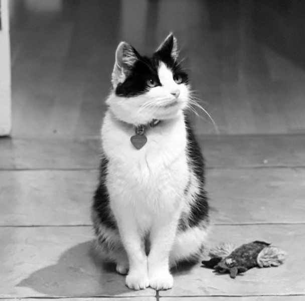 Can we have a cat photo thread ? I’m thinking of getting a cat 