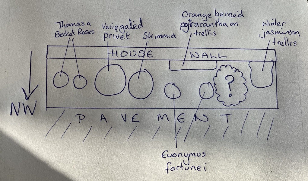 Shrub suggestions for front of house (with diagram!)