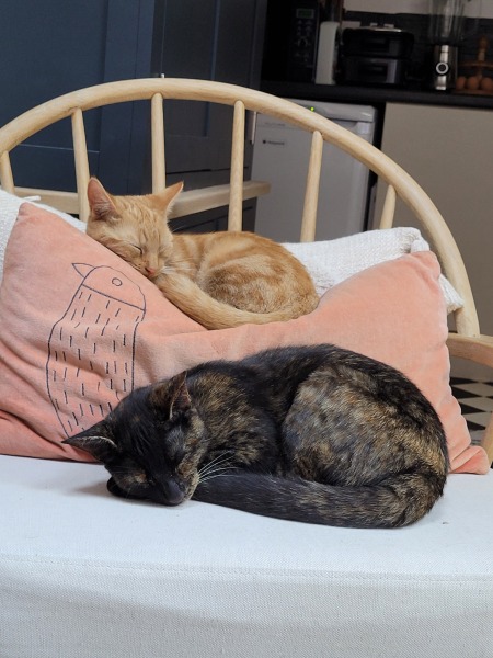 Can we have a cat photo thread ? I’m thinking of getting a cat 