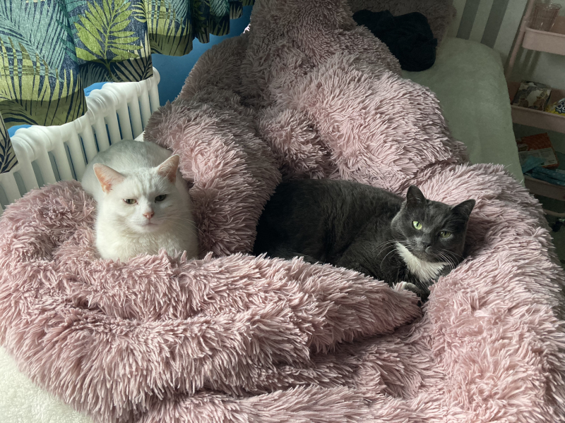 Can we have a cat photo thread ? I’m thinking of getting a cat 