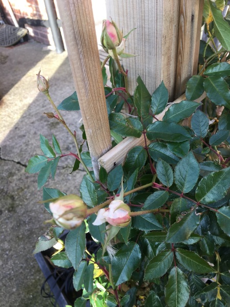 4 flowering things in my garden today!