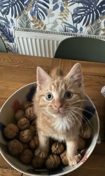 To ask to see your pets? 