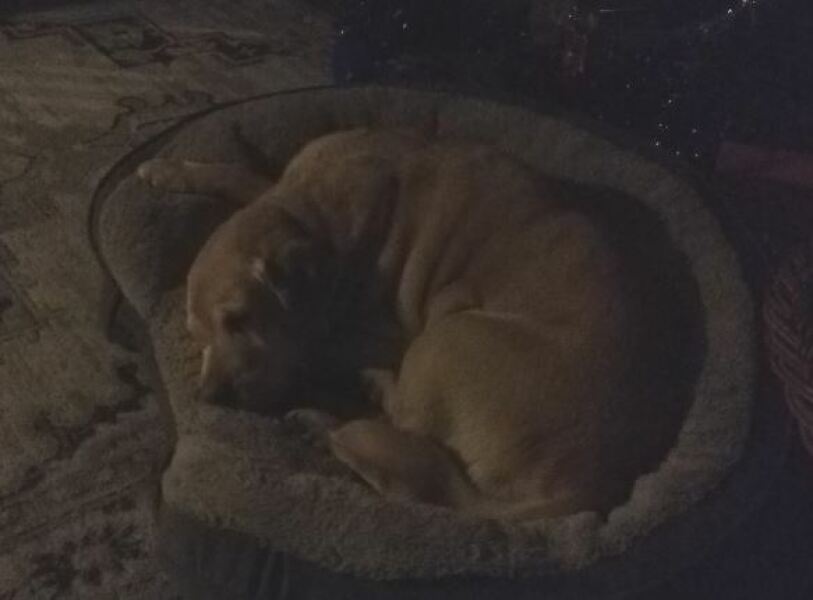 Anyone want to show me a photo of their dog ? 