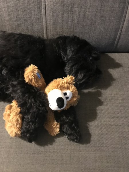 Anyone want to show me a photo of their dog ? 