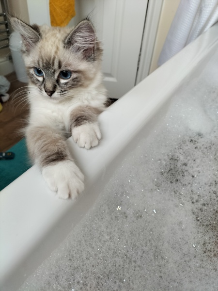 Can we have a cat photo thread ? I’m thinking of getting a cat 