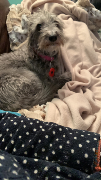 Anyone want to show me a photo of their dog ? 