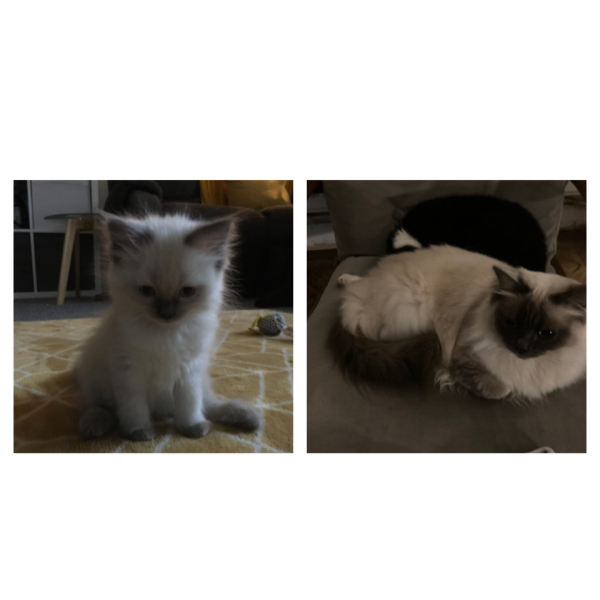 Can we have a cat photo thread ? I’m thinking of getting a cat 