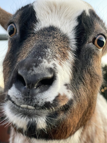 To ask to see your pets? 