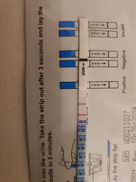 Ovulation after pregnancy loss