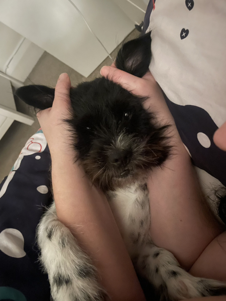 Anyone want to show me a photo of their dog ? 