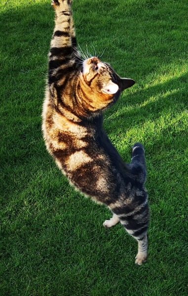 Can we have a cat photo thread ? I’m thinking of getting a cat 