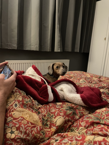 What can anyone tell me about daschunds?
