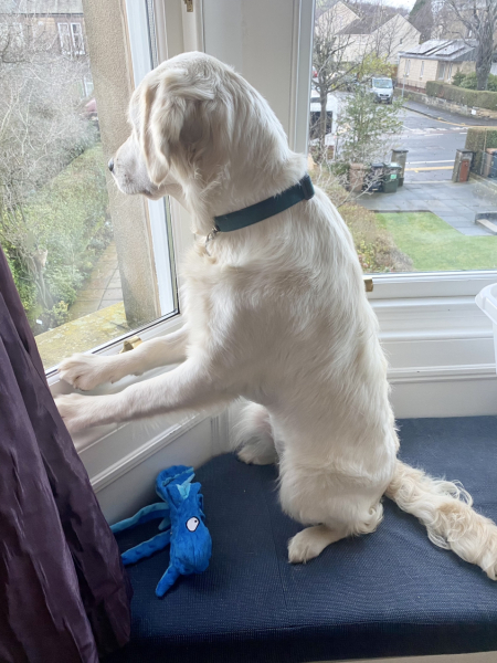 Puppy Survival Thread - as we approach Fireworks night for the first time…