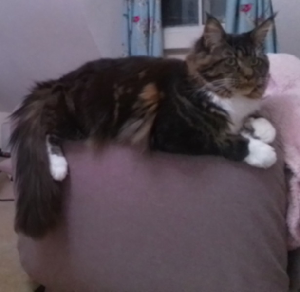 How long is your cat? (Especially if you have a smaller model).