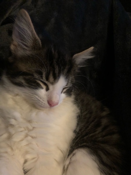 Can we have a cat photo thread ? I’m thinking of getting a cat 