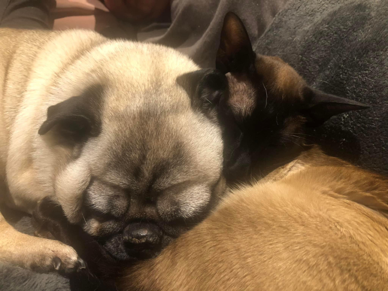 What breed if any? 