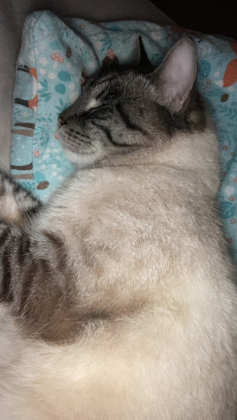 Can we have a cat photo thread ? I’m thinking of getting a cat 