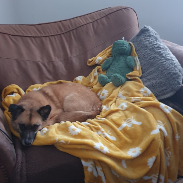 Anyone want to show me a photo of their dog ? 