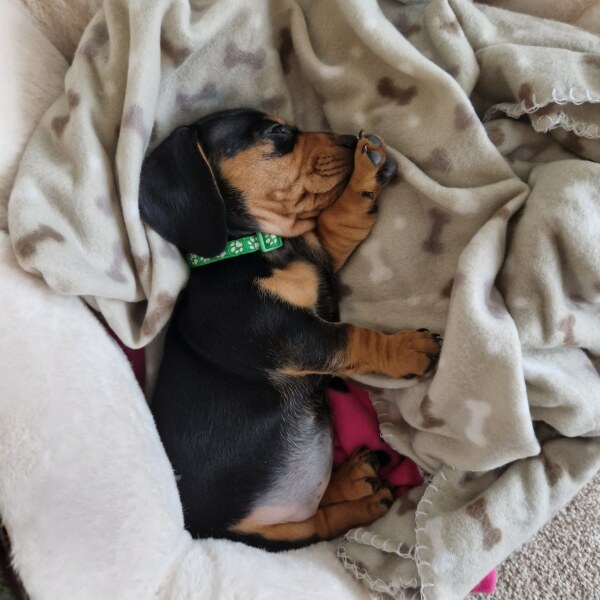 Anyone want to show me a photo of their dog ? 