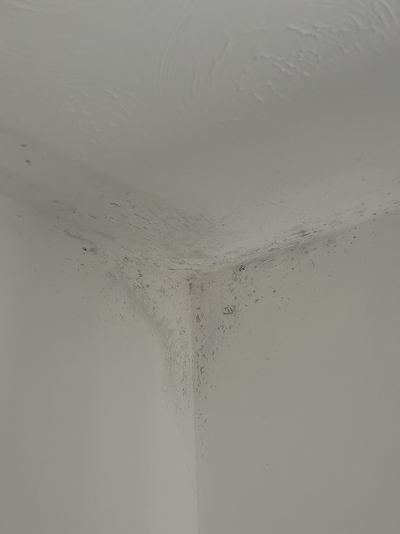Mould in corner of bedroom