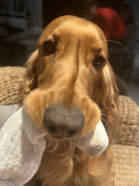 Anyone want to show me a photo of their dog ? 