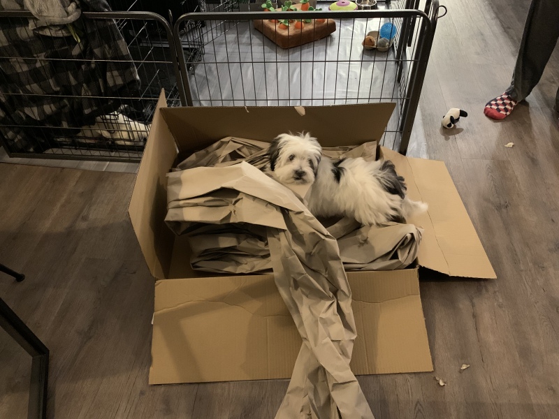 Puppy Survival Thread - as we approach Fireworks night for the first time…