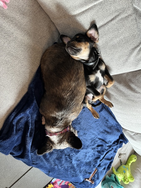 Puppy Survival Thread - as we approach Fireworks night for the first time…