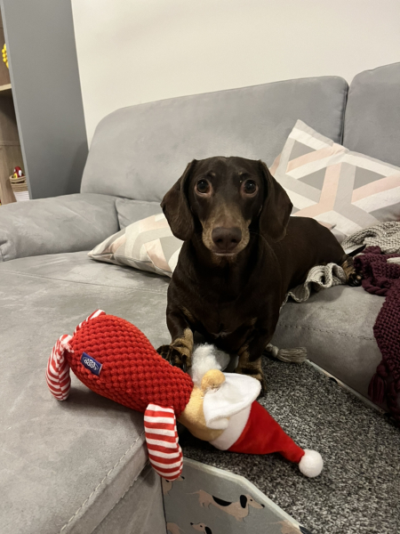 Anyone want to show me a photo of their dog ? 
