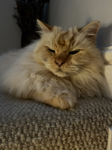 Can we have a cat photo thread ? I’m thinking of getting a cat 