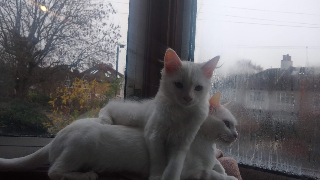 What do you keep on your bedroom window sill? 