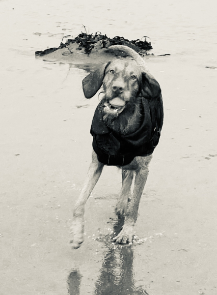 Anyone want to show me a photo of their dog ? 