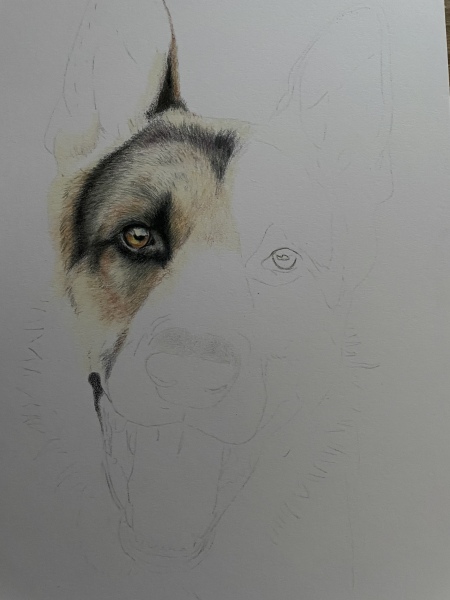 Pet portraits - brutally honest opinions needed 