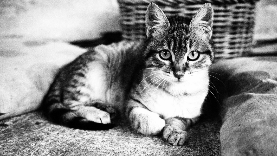 Can we have a cat photo thread ? I’m thinking of getting a cat 