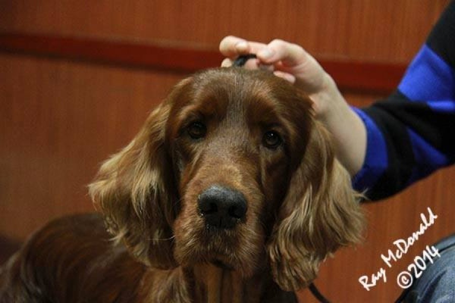 Honest opinions re Red setters