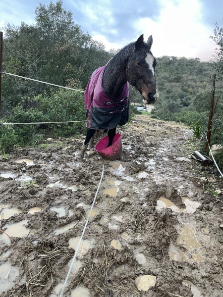 Owning a horse is glamorous huh?
