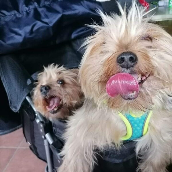 To ask to see your pets? 
