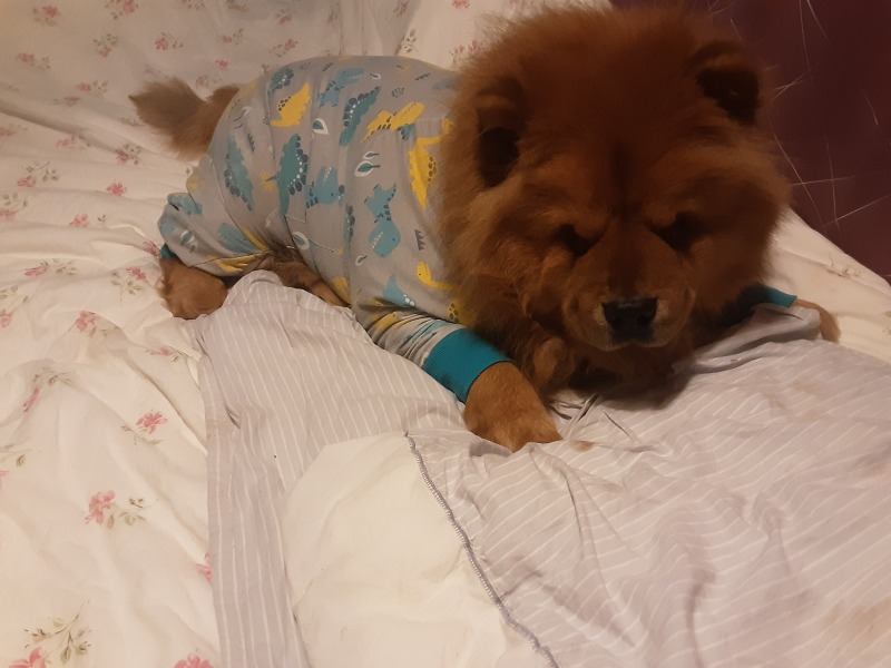 Can’t believe my dog did this! 