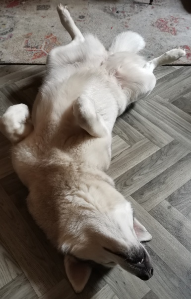 To ask to see your pets? 