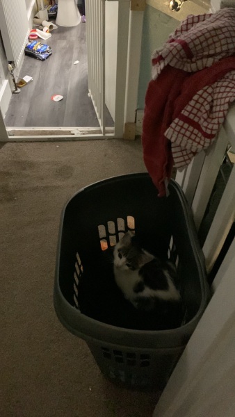 A slight update regarding Peppa the kitten